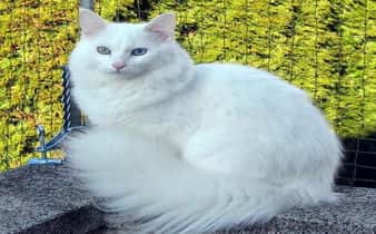 Raza Angora Turco, un gato elegante y amante del confort