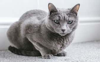 Gato Azul Ruso, una raza silenciosa y observadora