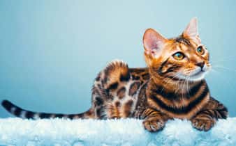 Raza Bengala, un gato de apariencia salvaje y muy enérgico