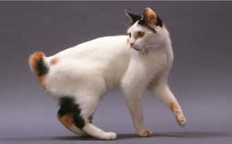 Gato Bobtail japonés, una raza sociable que destaca por su cola corta