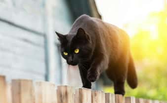 Gato Bombay, una raza de pelaje negro y personalidad cariñosa