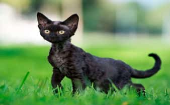 Raza Devon Rex, un gato inteligente y curioso de pelaje rizado