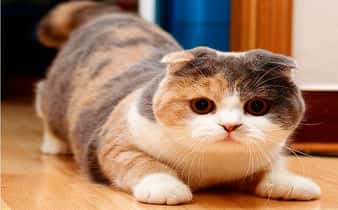 Gato Fold escocés, una raza hermosa que destaca por sus orejas raras